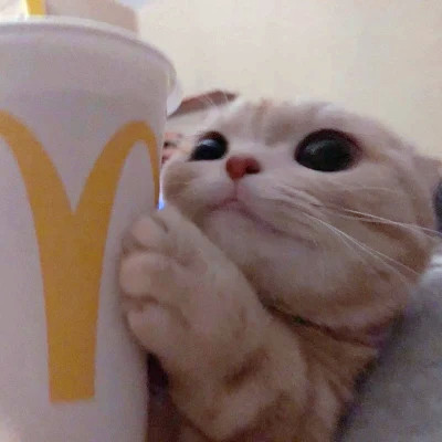猫狗情侣头像一左一右可爱高清图片