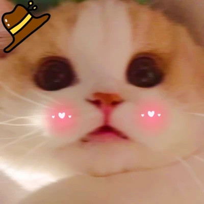 猫狗情侣头像一左一右可爱高清图片