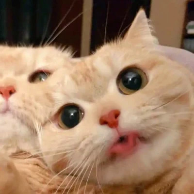 猫狗情侣头像一左一右可爱高清图片