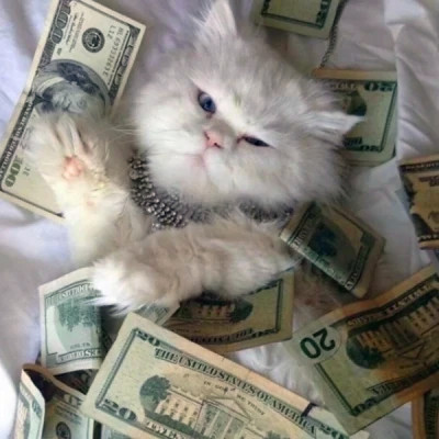 猫狗情侣头像一左一右可爱高清图片
