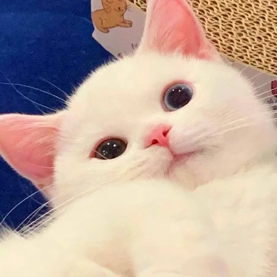 猫狗情侣头像一左一右可爱高清图片