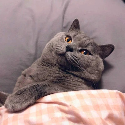 猫狗情侣头像一左一右可爱高清图片