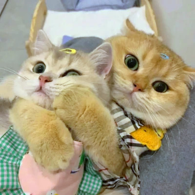 猫狗情侣头像一左一右可爱高清图片