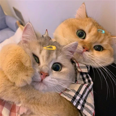 猫狗情侣头像一左一右可爱高清图片