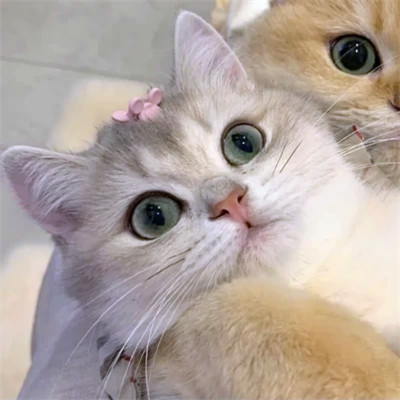 猫狗情侣头像一左一右可爱高清图片