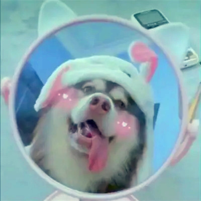 萌宠情头高清一左一右可爱超萌