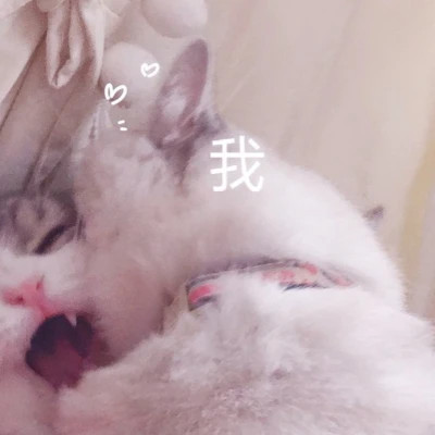 可爱动物情头cp感十足图片