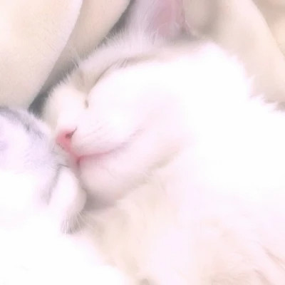 可爱动物情头cp感十足图片
