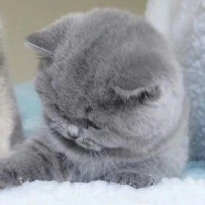 可爱超萌的高颜值动物情侣头像图片