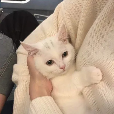 可爱超萌的高颜值动物情侣头像图片