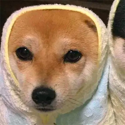 超可爱动物情侣头像