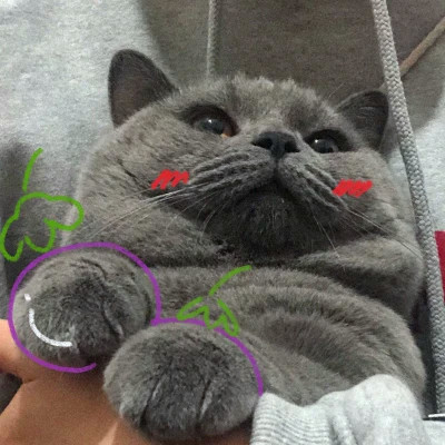 超可爱动物情侣头像