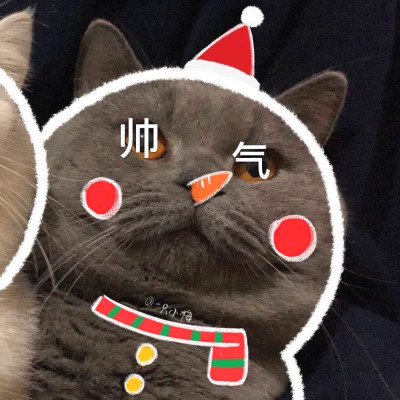 蠢萌动物情头一左一右可爱图片