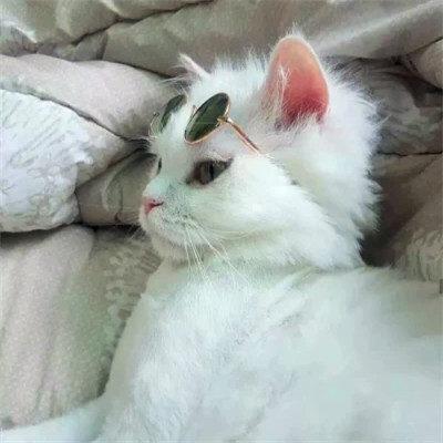 蠢萌动物情头一左一右可爱图片