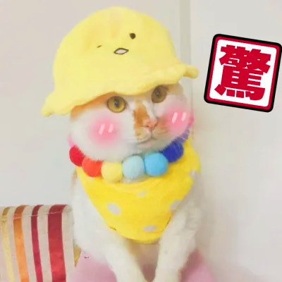 蠢萌动物情头一左一右可爱图片