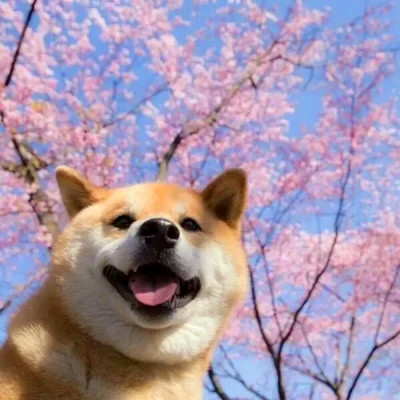宠物情侣头像一左一右分开可爱超萌