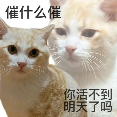 表情包头像
