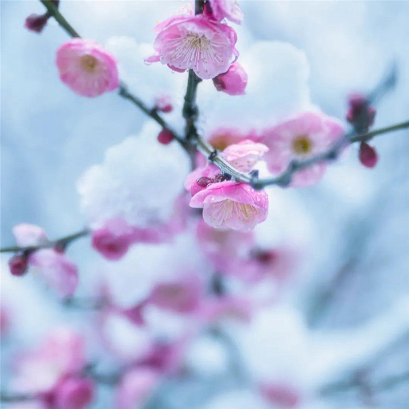 傲雪寒梅头像高清图片