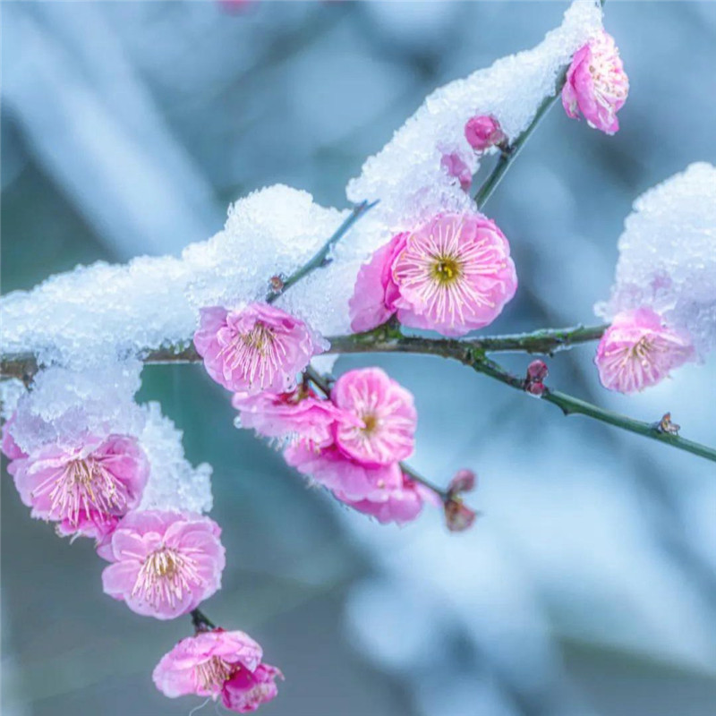 傲雪寒梅头像高清图片