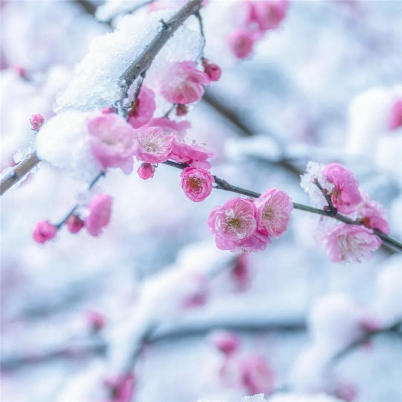 傲雪寒梅头像高清图片