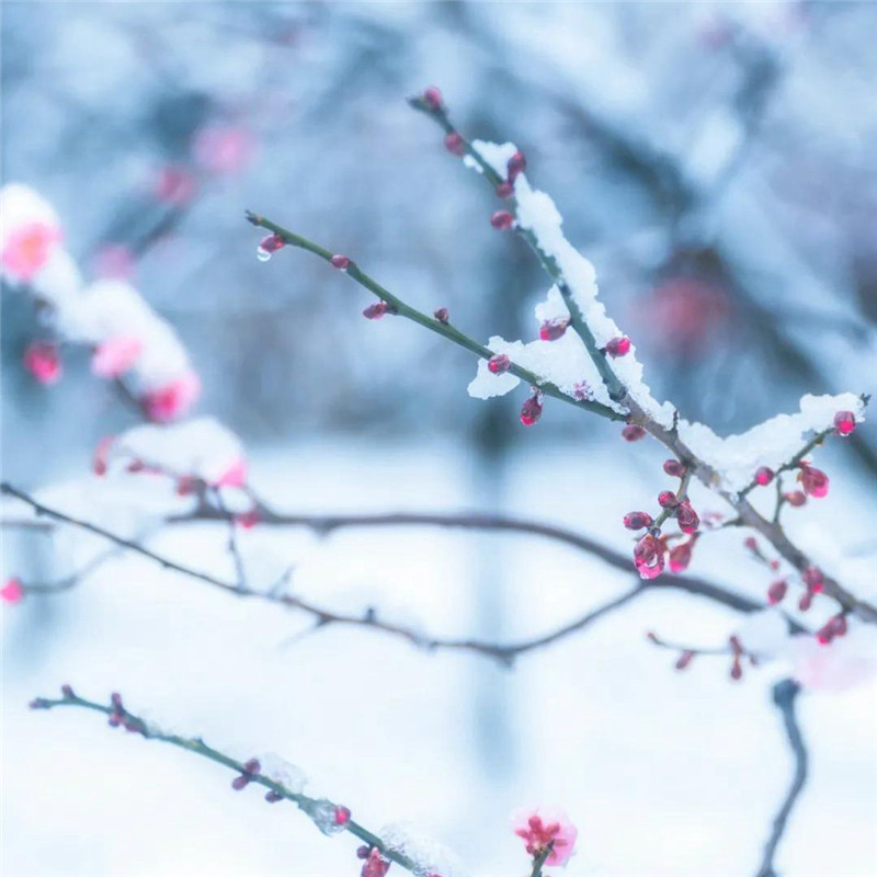 傲雪寒梅头像高清图片