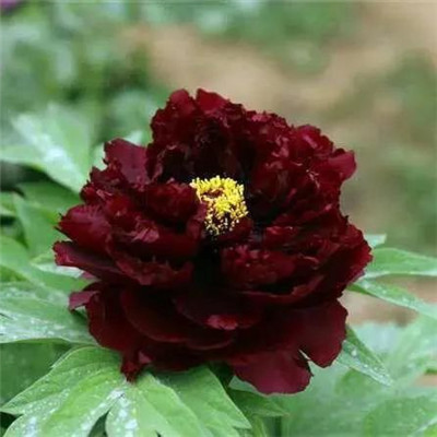 老年人牡丹花头像