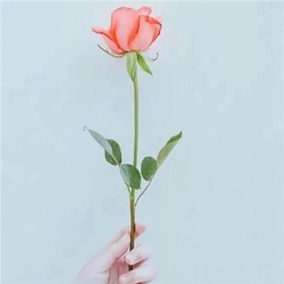 好看的玫瑰花头像图片