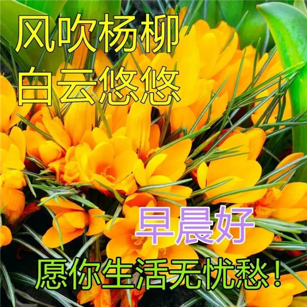 早上好图片 最新图片头像