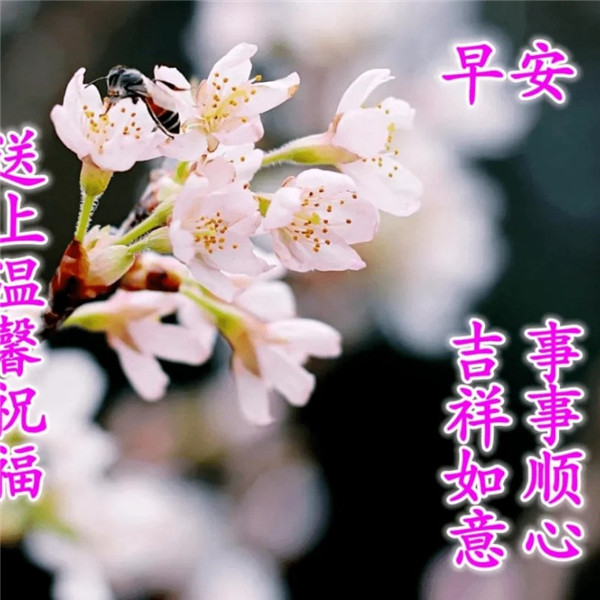 早上好图片 最新图片头像