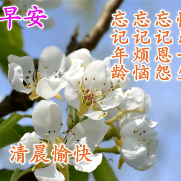 早上好图片 最新图片头像