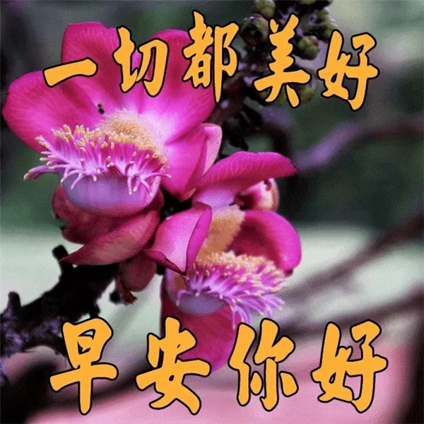 早上好图片 最新图片头像
