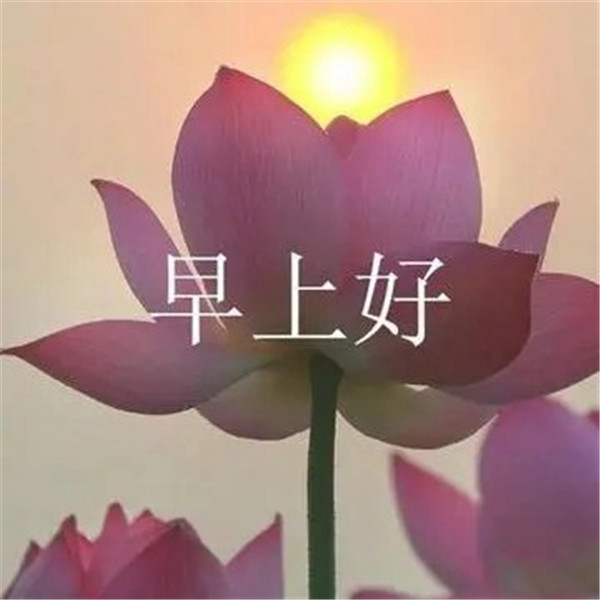 早上好图片 最新图片头像