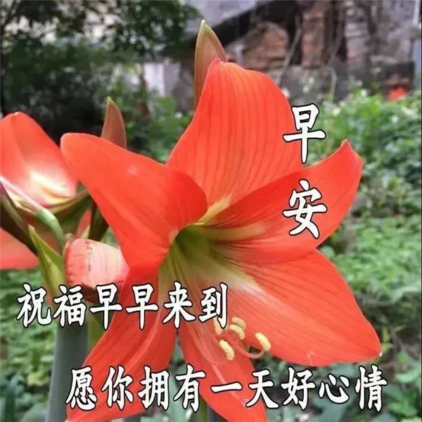 早上好图片 最新图片头像