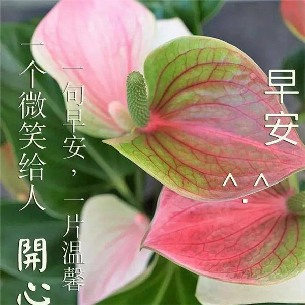 早上好图片 最新图片头像