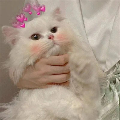 女生抱猫头像高清图片