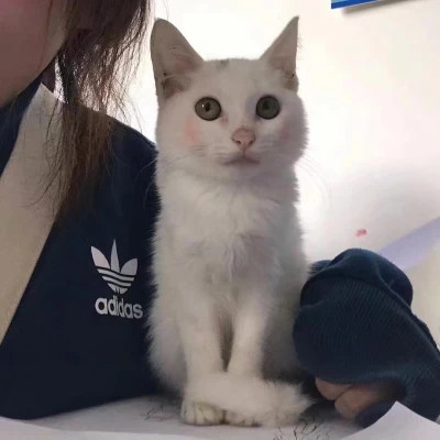 女生抱猫头像高清图片