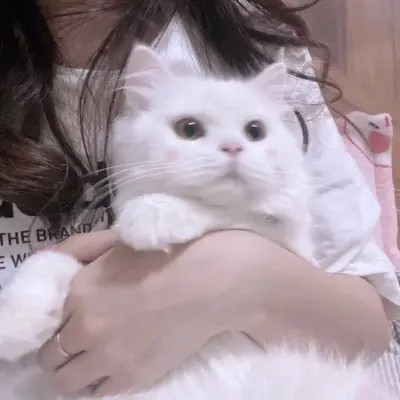 女生抱猫头像高清图片