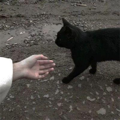 女生抱猫头像高清图片