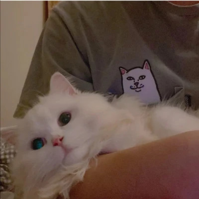 女生抱猫头像高清图片