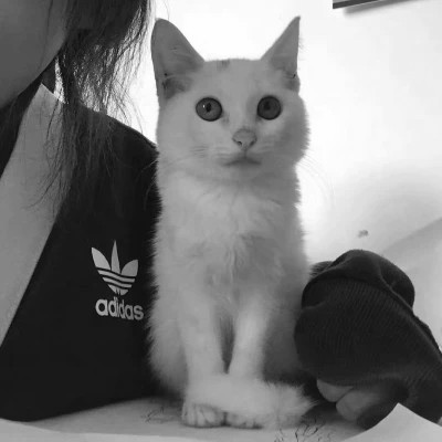 黑白系女生抱猫头像真人图片