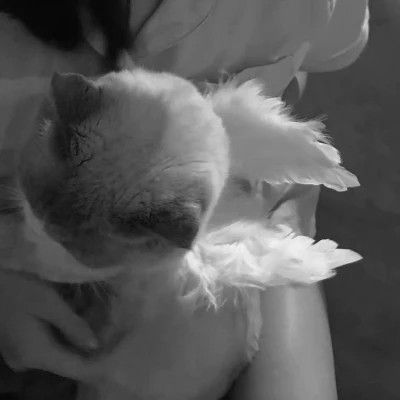 黑白系女生抱猫头像真人图片