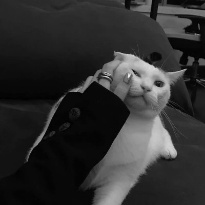 黑白系女生抱猫头像真人图片
