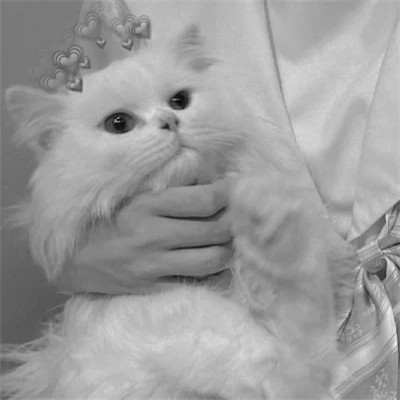 黑白系女生抱猫头像真人图片