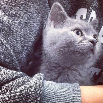 2025最新抱猫男生头像高清图片 