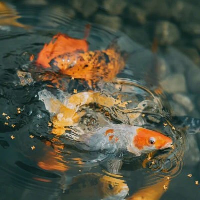 氛围感拉满的特别好看风景头像