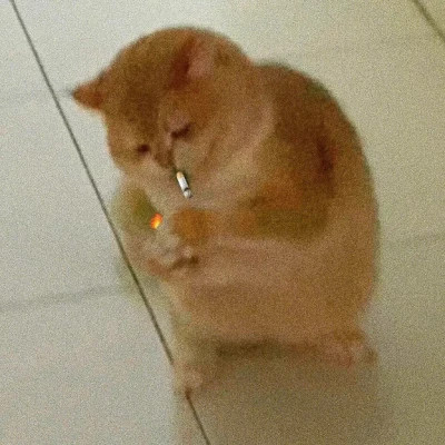 2025可爱好看的头像猫咪图片