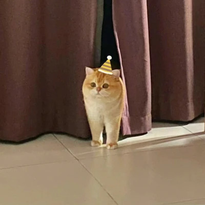 2025可爱好看的头像猫咪图片