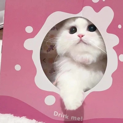2025可爱好看的头像猫咪图片