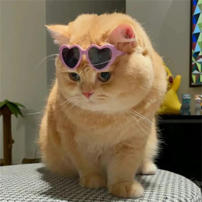 2025可爱好看的头像猫咪图片