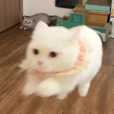 2025可爱好看的头像猫咪图片